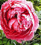 20090416 0858-2.jpg